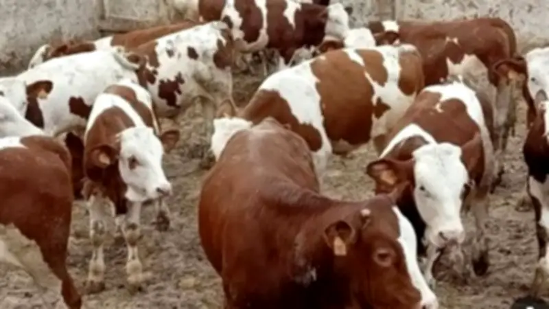 أسعار الأضاحي 2026 تبدأ من 70 ألف جنيه للعجل البقري في الأسواق المصرية