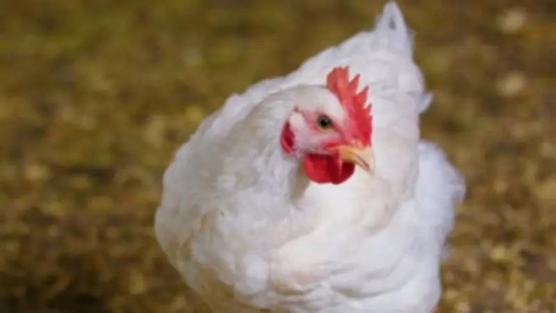 أسعار الدواجن تشهد تباينًا ملحوظًا اليوم الثلاثاء 21 أبريل 2026