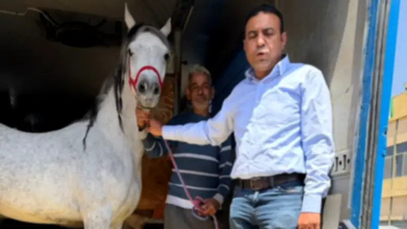 مصر تصدر 21 حصانا عربيا للأردن بعد رفع حظر التصدير