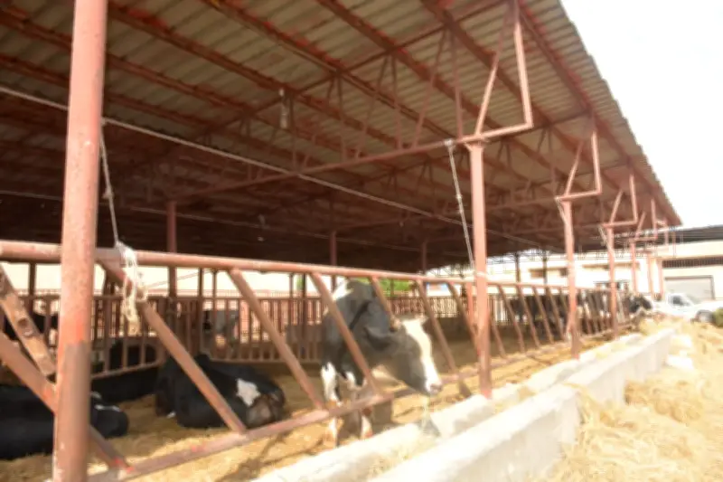 تمويلات بقيمة 211 مليون جنيه لـ 490 ترخيص تشغيل في قطاع الإنتاج الحيواني