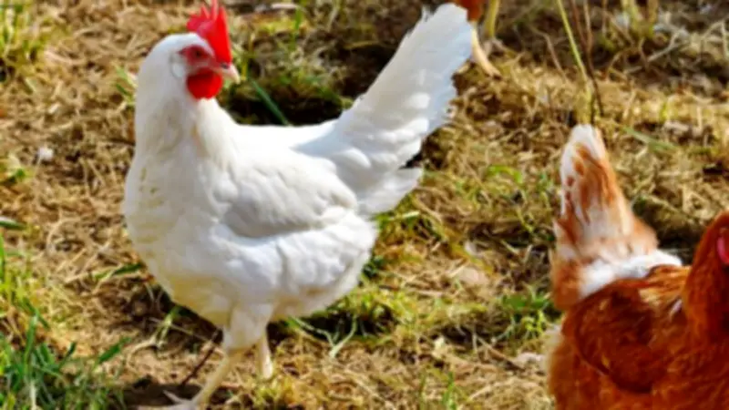 أسعار الدواجن تشهد تباينًا ملحوظًا اليوم الأربعاء 22 أبريل 2026