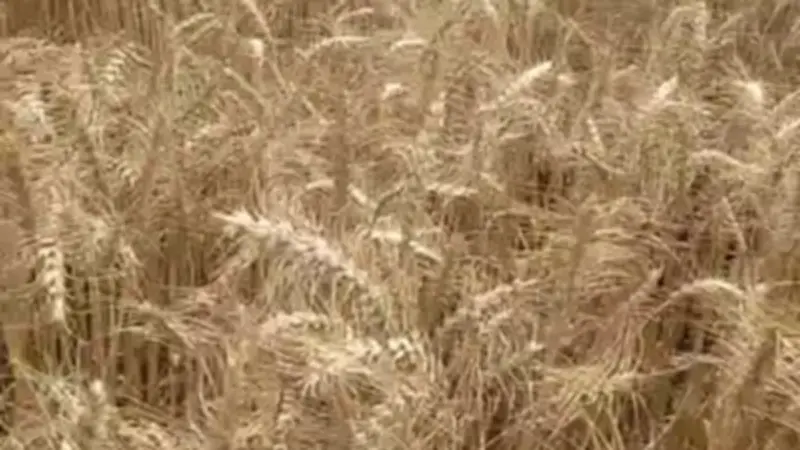 القليوبية تحصد 2215 فداناً من القمح وتستقبل 335 طناً في صوامع المحافظة