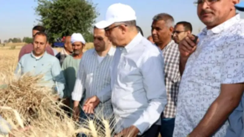 المنيا تسجل طفرة في زراعة القمح: 232 ألف فدان بزيادة 10 آلاف عن الموسم الماضي