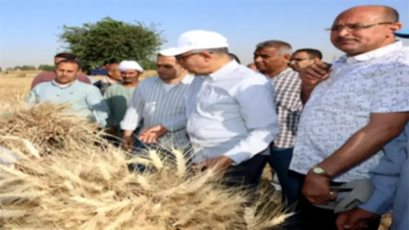 محافظ المنيا: المساحة المنزرعة بالقمح تتجاوز 232 ألف فدان بنمو ملحوظ يتخطى المستهدف