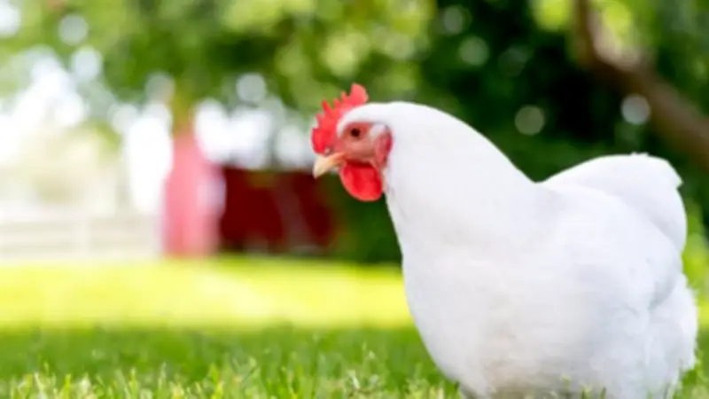 انخفاض البيضاء وارتفاع البلدي في أسعار الفراخ اليوم الجمعة 24 أبريل 2026