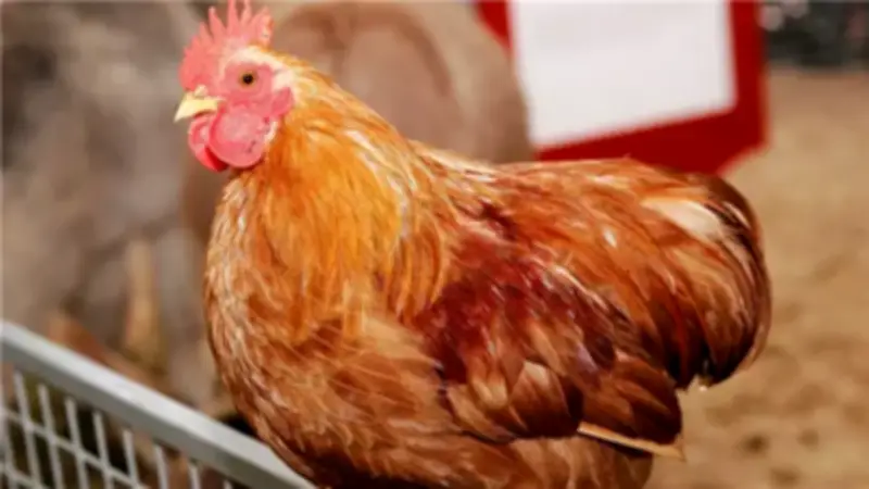 أسعار الفراخ البيضاء والبلدي في المنيا اليوم الجمعة 24 أبريل 2026