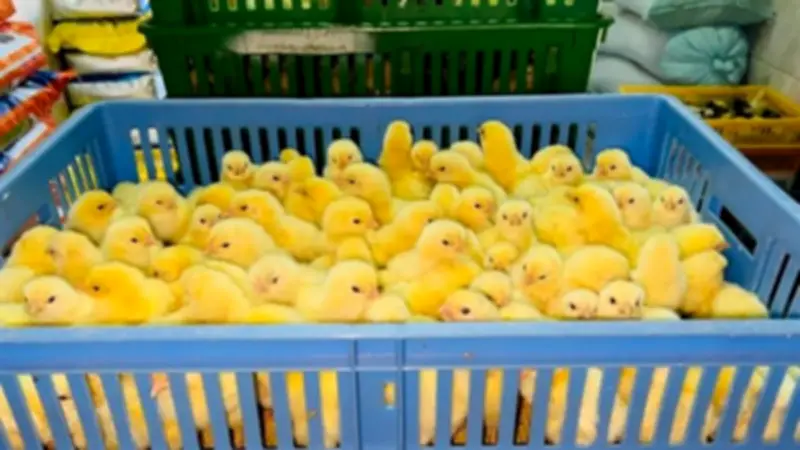 أسعار الكتاكيت والبط اليوم الجمعة 24 أبريل 2026 في بورصة الدواجن