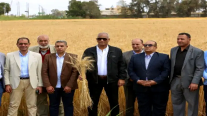 كفر الشيخ تطلق موسم حصاد القمح من قرية نصرة بمساحة 243 ألف فدان