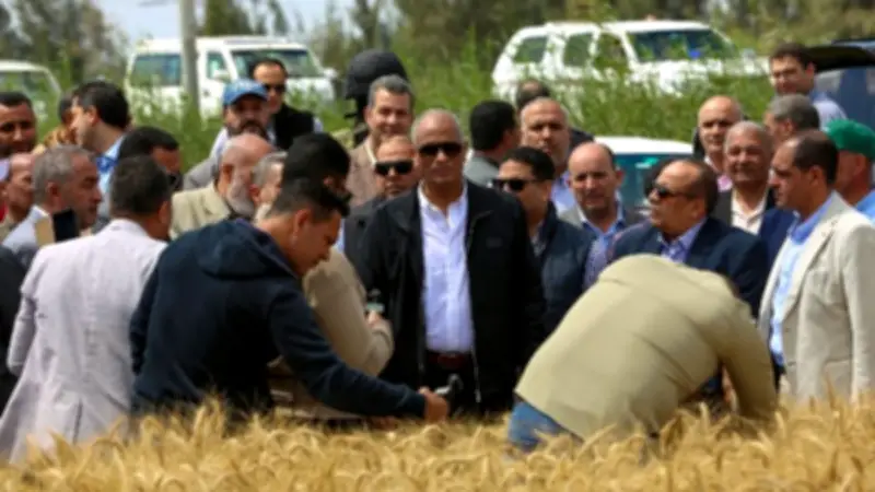 محافظ كفر الشيخ: زراعة 243 ألف فدان قمح بزيادة 8 آلاف فدان عن العام الماضي