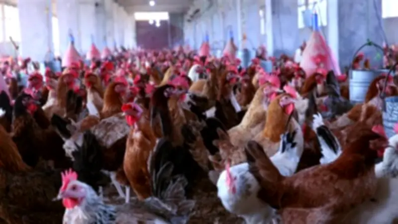 أسعار الفراخ اليوم السبت 25 أبريل 2026: البلدي ينخفض 3 جنيهات