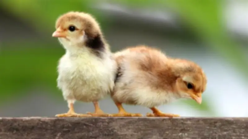 أسعار الكتاكيت في بورصة الدواجن اليوم السبت 25-4-2026.. بكام الأبيض؟