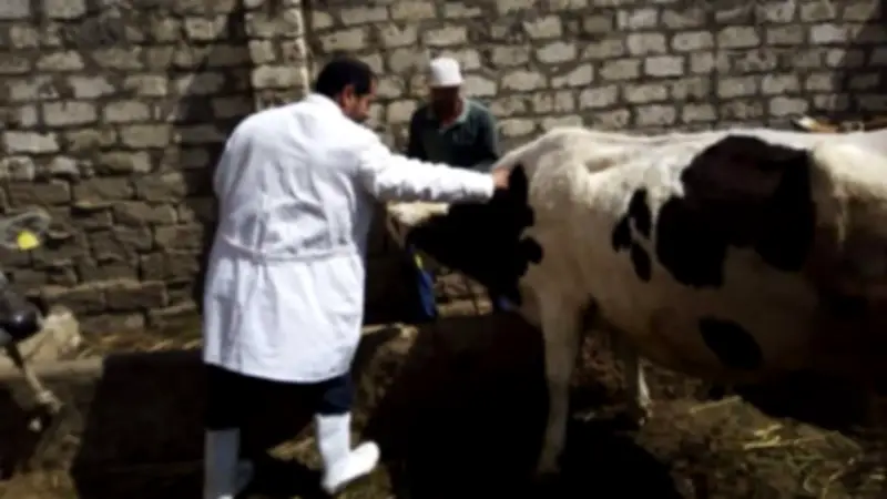 تحصين 255 ألف رأس ماشية ضد الحمى القلاعية والوادي المتصدع بكفر الشيخ