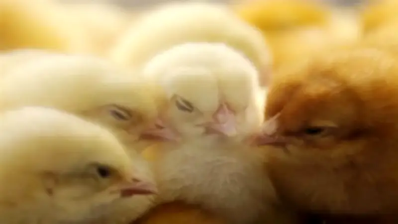 سعر الكتكوت الأبيض اليوم الأحد 26-4-2026 في بورصة الدواجن.. تحديث جديد