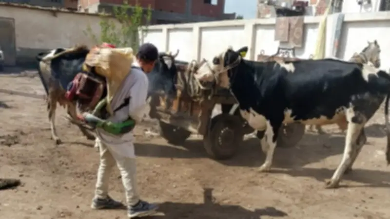 الغربية: قافلة بيطرية مجانية تحصن 2644 رأس ماشية وطائر ضمن مبادرة حياة كريمة