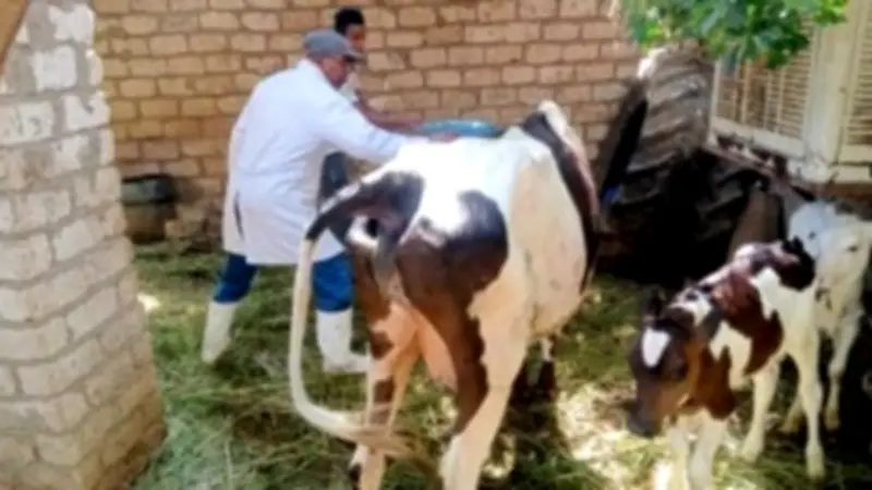 تحصين 266 ألف رأس ماشية في الغربية ضد الحمى القلاعية