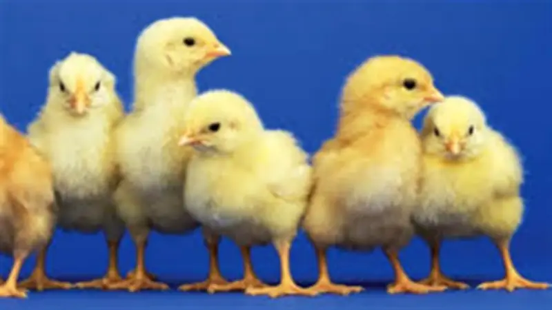 استقرار أسعار الكتكوت الأبيض اليوم الاثنين 27 أبريل 2026 في بورصة الدواجن