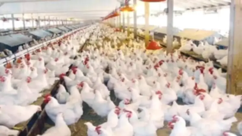 بشرى للمستهلكين.. انخفاض كبير في أسعار الدواجن اليوم الإثنين 27 أبريل 2026