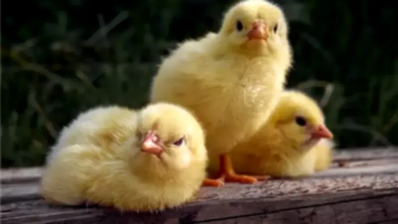 استقرار أسعار الكتاكيت والبط اليوم في بورصة الدواجن الثلاثاء 28 أبريل 2026