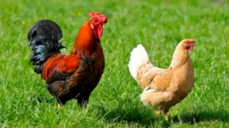 سعر الفراخ اليوم الثلاثاء 28 أبريل 2026 استقرار ملحوظ في أسعار الدواجن