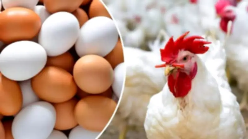 مفاجأة في أسعار الدواجن بالأسواق اليوم الثلاثاء 28 أبريل 2026