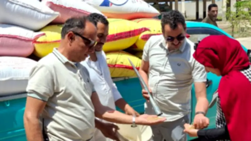 توريد 28.6 ألف طن قمح محلي في كفر الشيخ منذ بدء الموسم