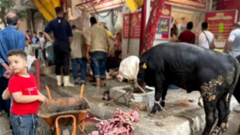 أسعار الأضاحي اليوم الأربعاء 29 أبريل 2026 في أسواق مصر تشمل العجول والخرفان والإبل