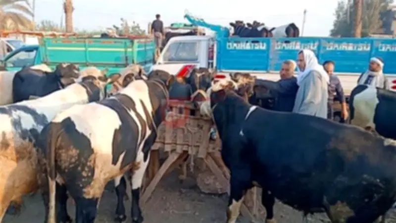 سعر العجول البقري قايم اليوم الأربعاء 29-4-2026 مع اقتراب عيد الأضحى