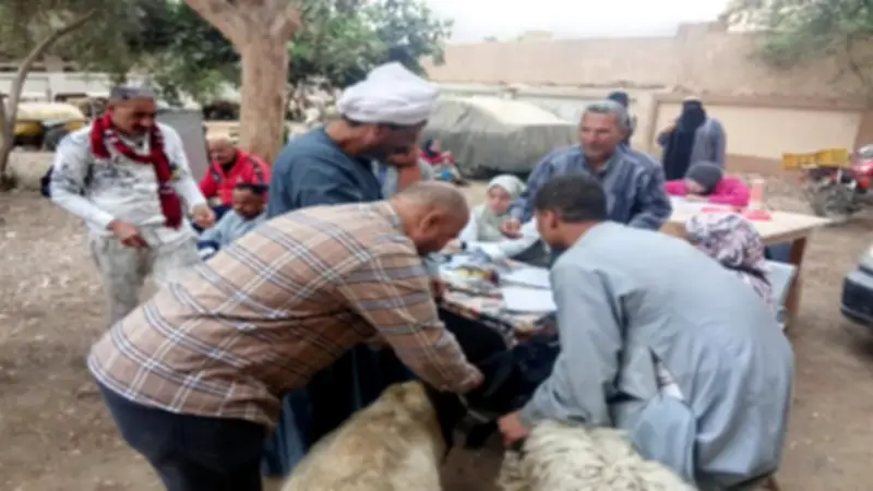 مديرية الطب البيطري بسوهاج تسلم 298 رأس أغنام للأسر الأولى بالرعاية في المراغة وساقلتة