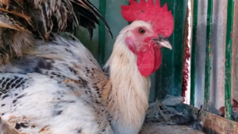 ارتفاع أسعار الدواجن 3 جنيهات اليوم.. البيضاء تصل لـ115 جنيها والبلدي لـ155