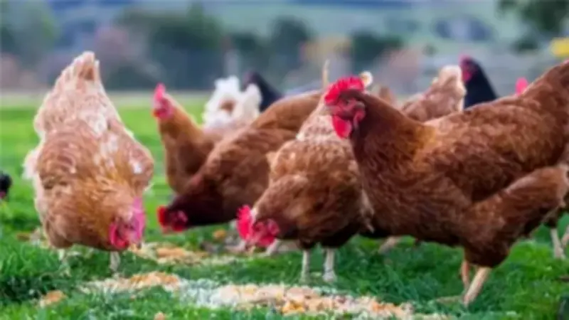 انخفاض 3 جنيهات في سعر الفراخ البلدي اليوم الأحد 12 أبريل 2026