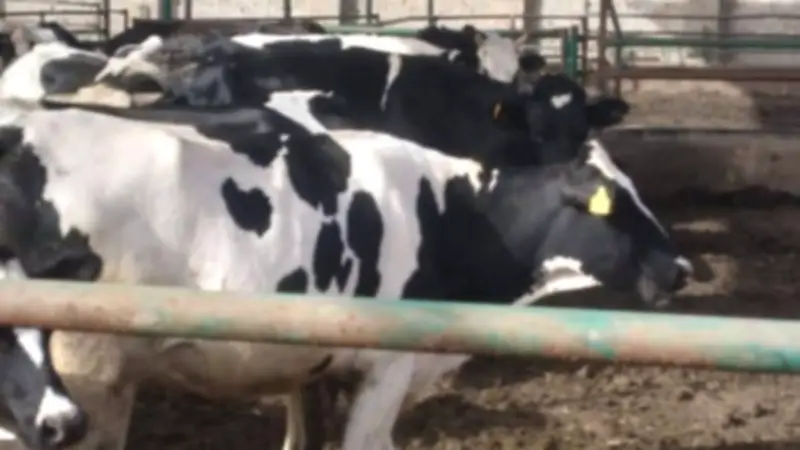 وزارة الزراعة تعلن تحصين أكثر من 3 ملايين رأس ماشية ضد الأمراض الوبائية