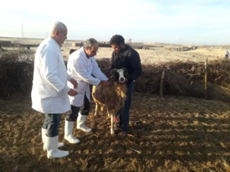 الزراعة تعلن تحصين أكثر من 3 ملايين رأس ماشية ضد الجلد العقدي وجدري الأغنام