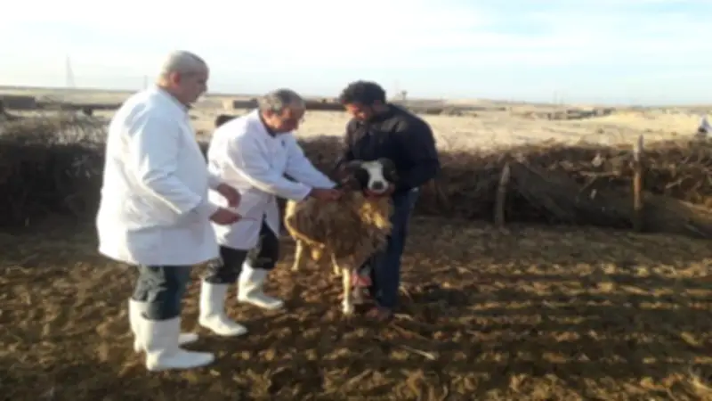 وزارة الزراعة تعلن تحصين أكثر من 3 ملايين رأس ماشية في حملة قومية ضد الأمراض الوبائية