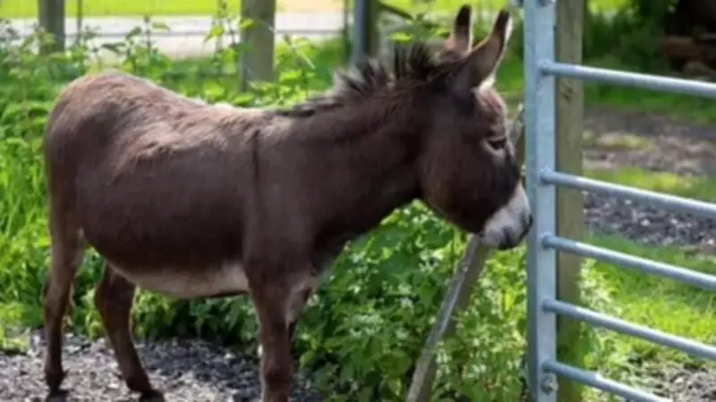 حمار يهاجم 3 مواطنين في سوهاج ويسبب إصابات خطيرة تحت الملاحظة الطبية