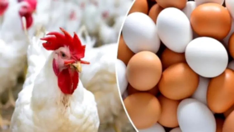 أسعار الفراخ اليوم الخميس 30 أبريل 2026.. البانيه يصل إلى 240 جنيها