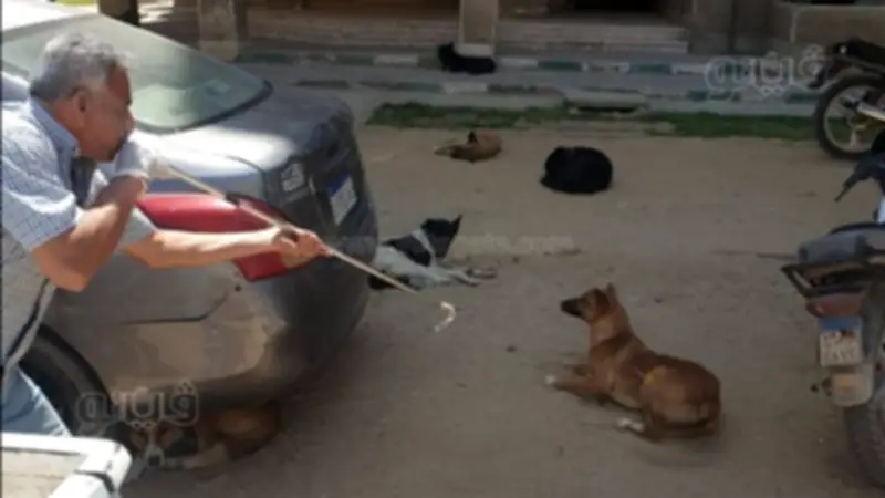 تحصين 33 كلبا ضد السعار في حملة مكبرة ببني سويف الجديدة