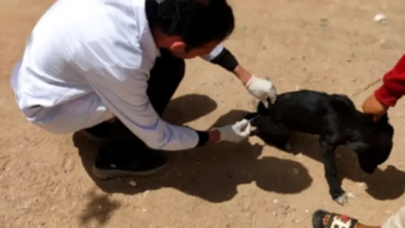 بني سويف: تحصين 33 كلبًا ضالًا ضد السعار في حملة ميدانية