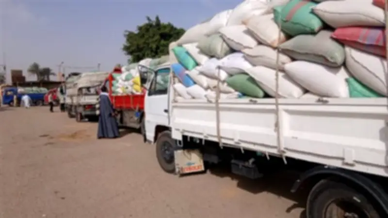 توريد أكثر من 3322 طن قمح في سوهاج منذ بدء الموسم الجديد