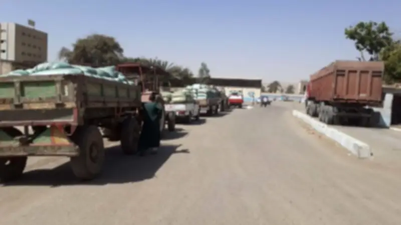 محافظة أسيوط تورد 3560 طن قمح محلي للصوامع والشون في موسم الحصاد 2026