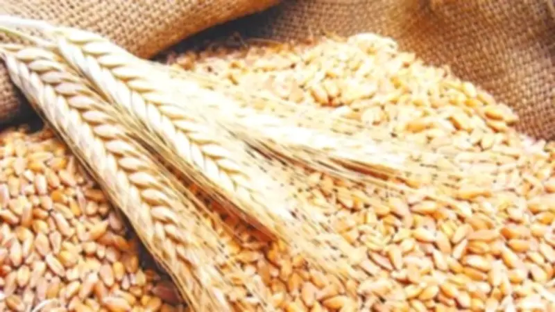 أسيوط تسجل 3560 طن قمح متوردة حتى الآن عبر 28 موقع تخزين حتى 15 أغسطس