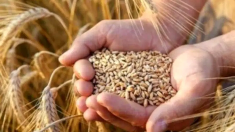 انطلاقة قوية لموسم القمح: 3.7 مليون فدان وميكنة حديثة تقلل الفاقد