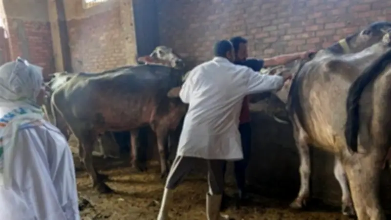 تحصين 37 ألف رأس ماشية ضد الحمى القلاعية والوادي المتصدع بالمنوفية