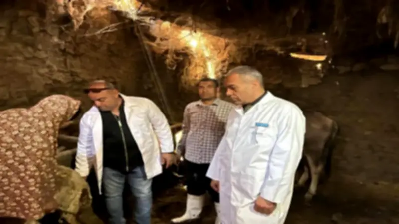 تحصين 37 ألف رأس ماشية ضد الحمى القلاعية والوادي المتصدع في المنوفية