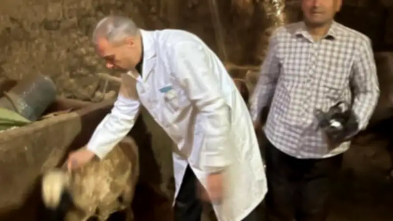 تحصين 37 ألف رأس ماشية ضد الحمى القلاعية في المنوفية