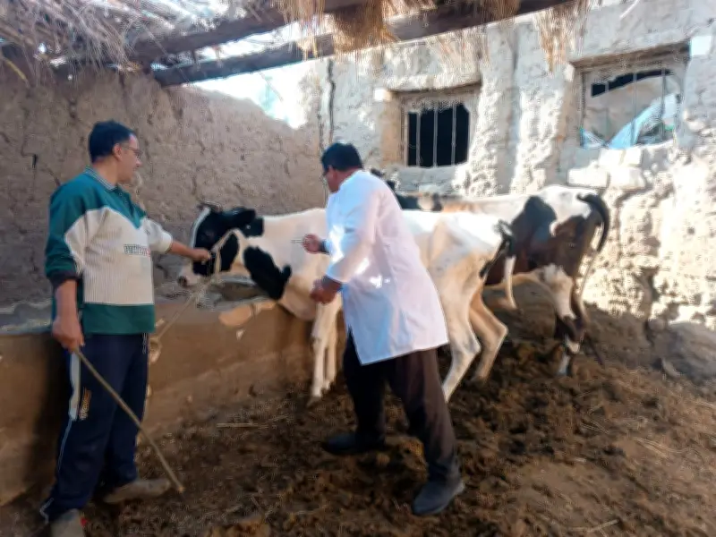 وزارة الزراعة تحصّن 3.9 مليون رأس ماشية ضد الجلد العقدي