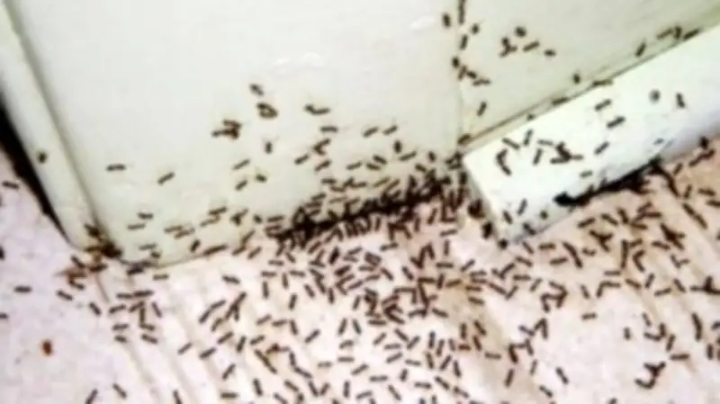 4 طرق شهيرة للتخلص من النمل مفعولها ضعيف لا تضيع وقتك