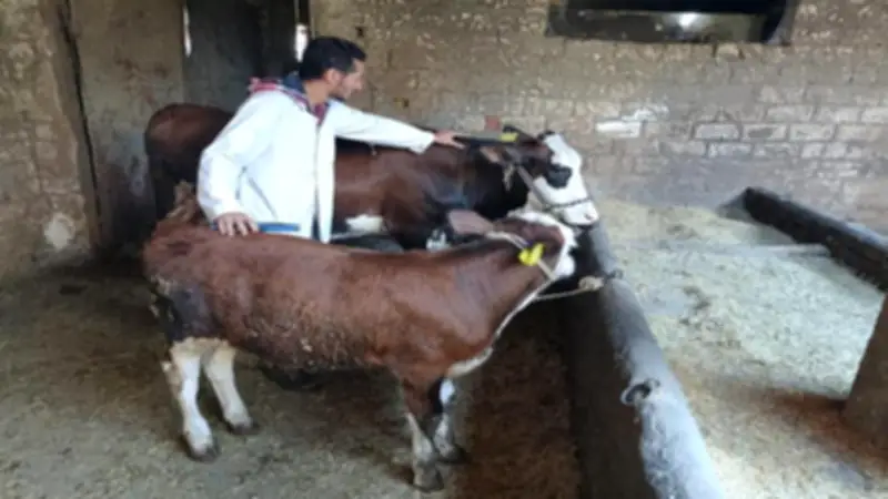 وزارة الزراعة تنجح في تلقيح 45 ألف رأس ماشية وعلاج 21 ألف حالة خلال شهر واحد