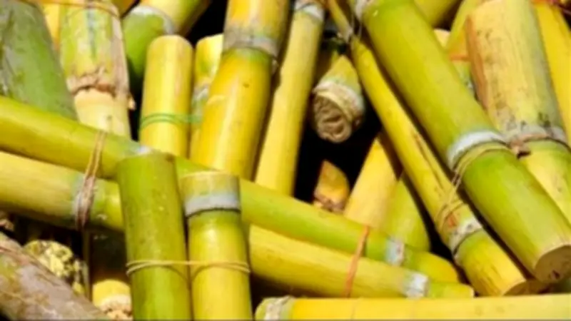 القابضة الغذائية تستلم 4.9 مليون طن قصب و130 ألف طن بنجر من المزارعين
