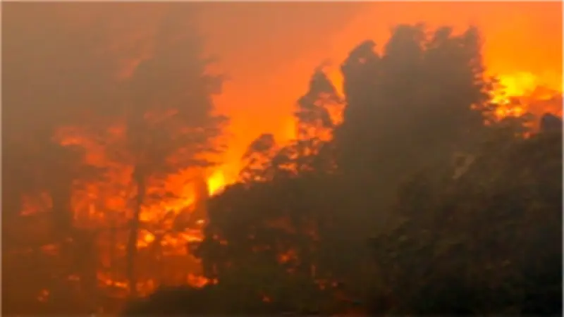 دراسة تحذر: دخان حرائق الغابات يرفع خطر الإصابة بـ5 أنواع من السرطان