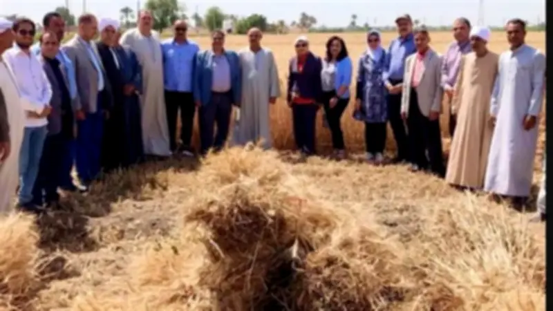 انطلاق موسم حصاد القمح: استهداف 5 ملايين طن لتعزيز المخزون الاستراتيجي